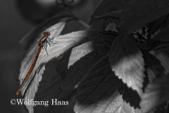 258_rote-Heidelibelle