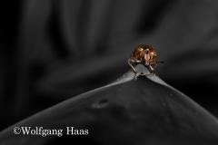 272_Goldener-Dickmaulruessler
