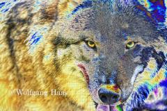 273_Wolf
