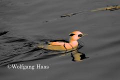 274_Ente