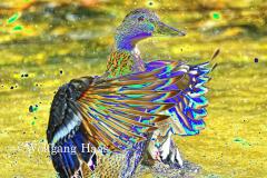 277_Ente