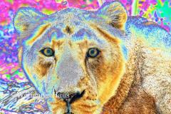 278_Loewin