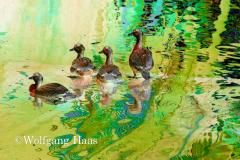 279_vier-Enten