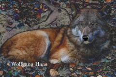282_Wolf