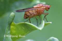 402_Hellbraune-Fliege-auf-Gruenkohl