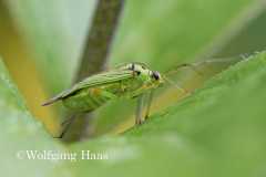 411_gruene-Wanze