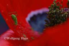 418_Gumpi-auf-Mohn