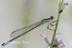 422_Grosse-Pechlibelle