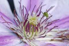 423_Gumpi-auf-weiss-rosa-Bluete