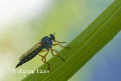 424_Raubfliege