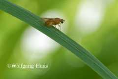 425_kleine-orange-Fliege.96