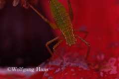426_Gumpi-im-Mohn