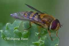 430_Schwebfliege