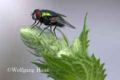 431_Fliege