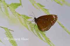 437_brauner-Schmetterling
