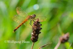 441_orangene-Heidelibelle