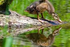 442_Enten-Kueken-an-Land-mit-Spiegelung