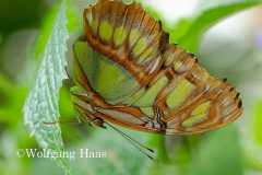 444_Schmetterling-braun-gruen