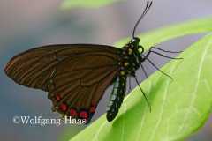 446_Schmetterling