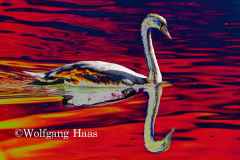 449_Schwan