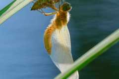 451_geschluepfte-Albino-Libelle-mit-Larve