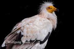 455_Schmutzgeier