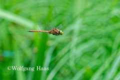 459_Keilflecklibelle-im-Flug