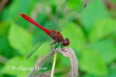 465_Rote-Heidelibelle-auf-Halm