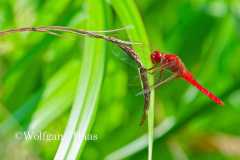 467_Feuerlibelle