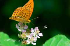 476_Kaisermantel-und-Wildbiene