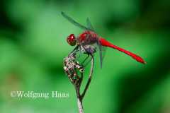 478_Rote-Heidelibelle