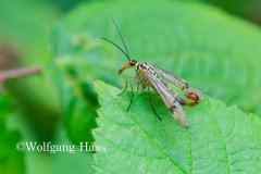 480_Skorpionfliege