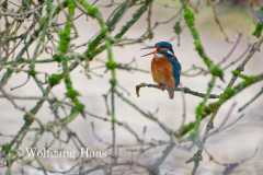 483_Eisvogel-unter-Baum-im-Regen-mit-Zunge