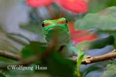 486_Gecko-in-roten-Blueten