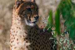 493_Gepard