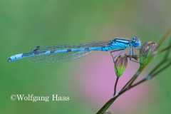 494_Azurlibelle