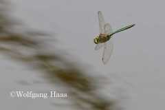 499_smaragdgruener-Schilfjaeger-im-Flug