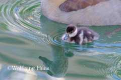 501_Wildgaense-mit-Kueken-im-Wasser
