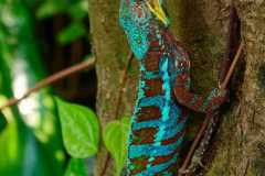 502_blau-rotes-Chamaeleon-mit-Beute