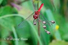 506_Rote-Heidelibelle-im-bunten-Gras