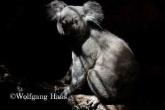 508_Koala-im-Licht