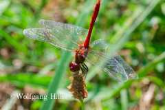 511_Rote-Heidelibelle