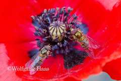 522_Schwebfliegen-im-Mohn