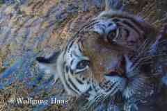 523_Tiger-schwimmt