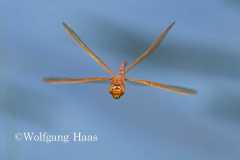 524_Mosaikjungfer-im-Flug