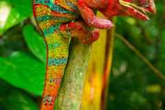 527_rotes-Chamaeleon
