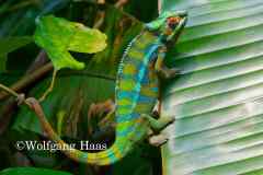 529_gruen-tuerkises-Chamaeleon-erklimmt-Palme