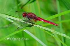 530_Feuerlibelle-im-Gras