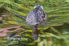 532_Ente