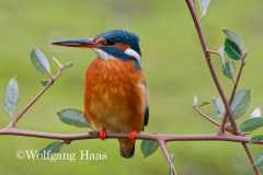 540_Eisvogel